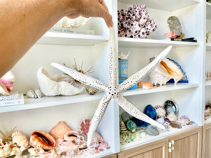 Extra Large 14-16" White Linkia Pencil Finger Starfish Natural Coastal Décor