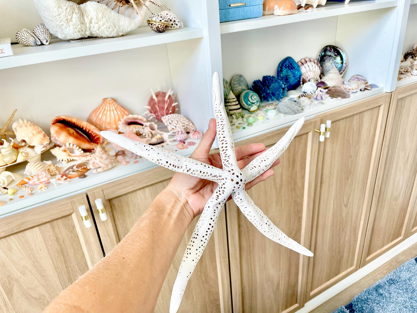 Extra Large 14-16" White Linkia Pencil Finger Starfish Natural Coastal Décor