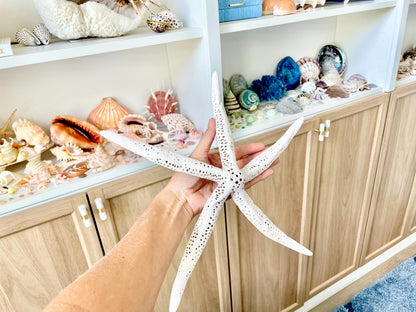 Extra Large 14-16" White Linkia Pencil Finger Starfish Natural Coastal Décor