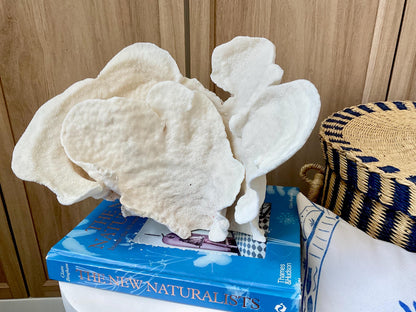 Natural Cup Coral Fossil: 12" x 8" x 8" Coastal Beach House White Décor