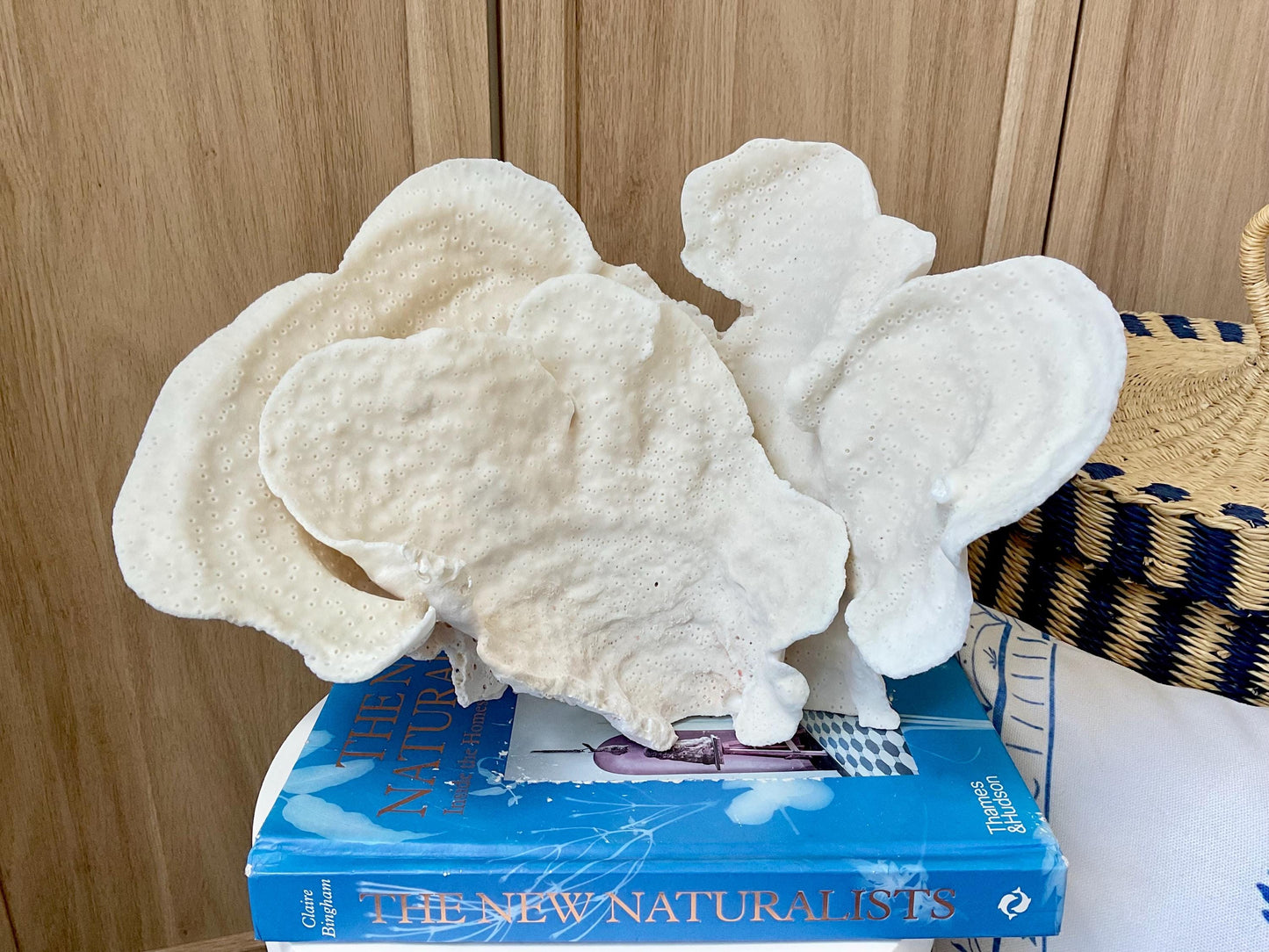 Natural Cup Coral Fossil: 12" x 8" x 8" Coastal Beach House White Décor