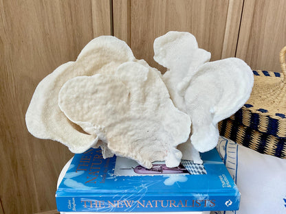 Natural Cup Coral Fossil: 12" x 8" x 8" Coastal Beach House White Décor