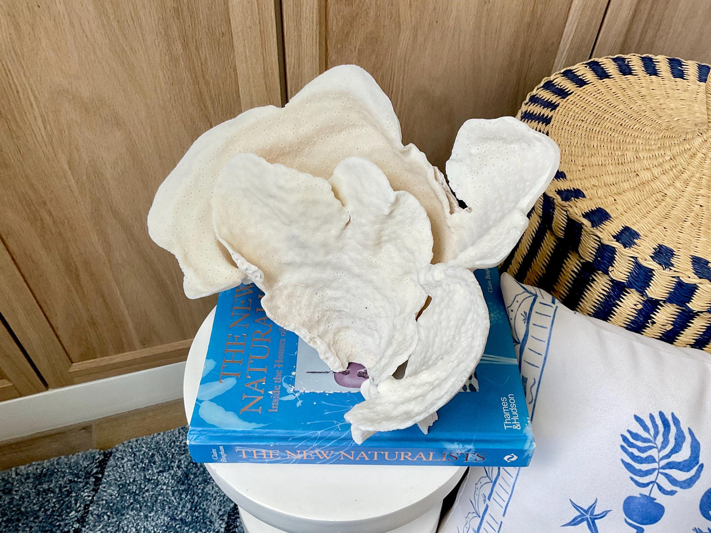 Natural Cup Coral Fossil: 12" x 8" x 8" Coastal Beach House White Décor
