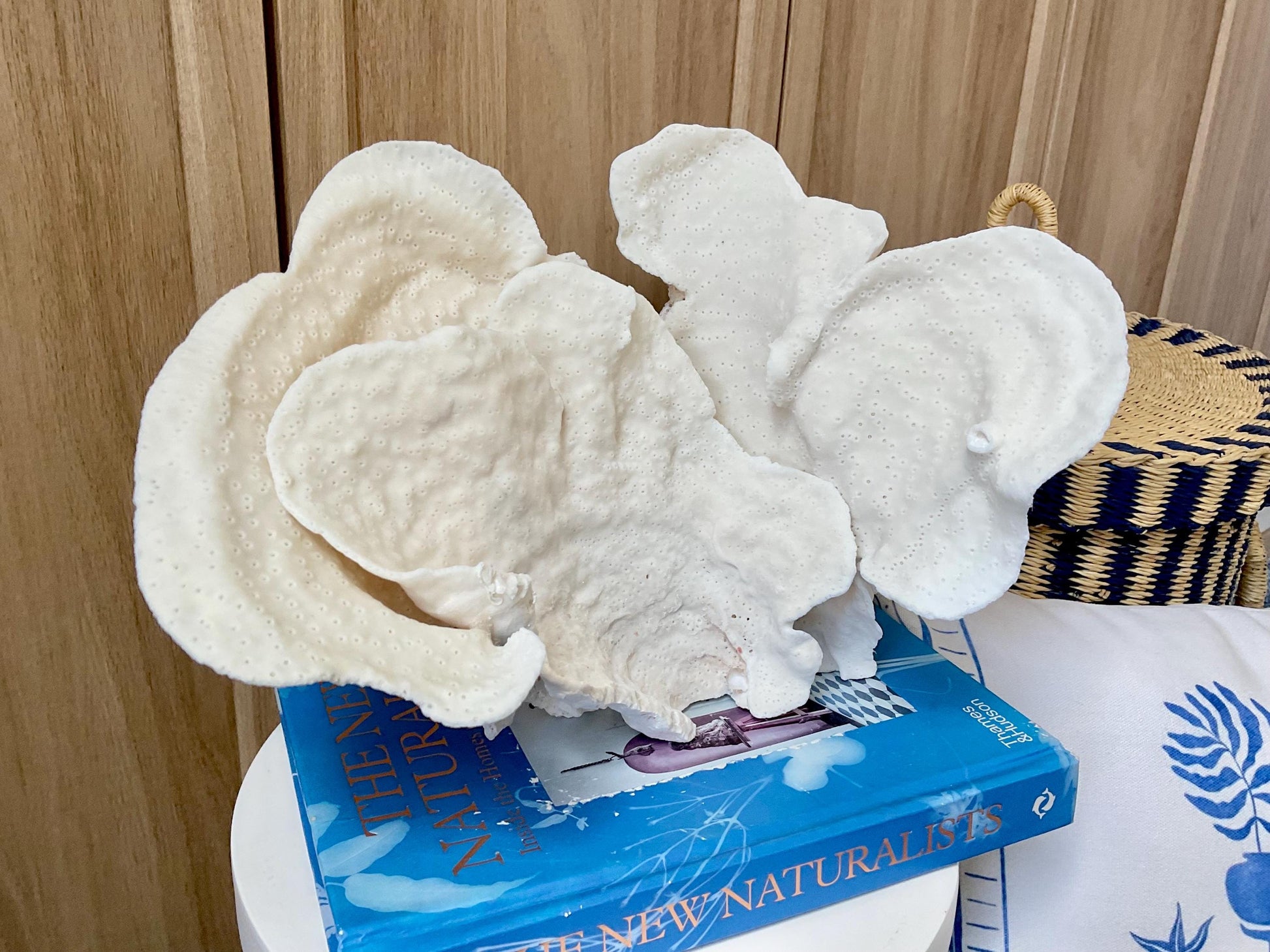 Natural Cup Coral Fossil: 12" x 8" x 8" Coastal Beach House White Décor