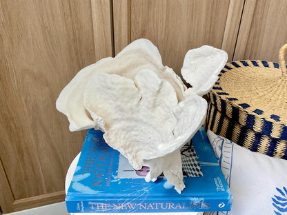 Natural Cup Coral Fossil: 12" x 8" x 8" Coastal Beach House White Décor