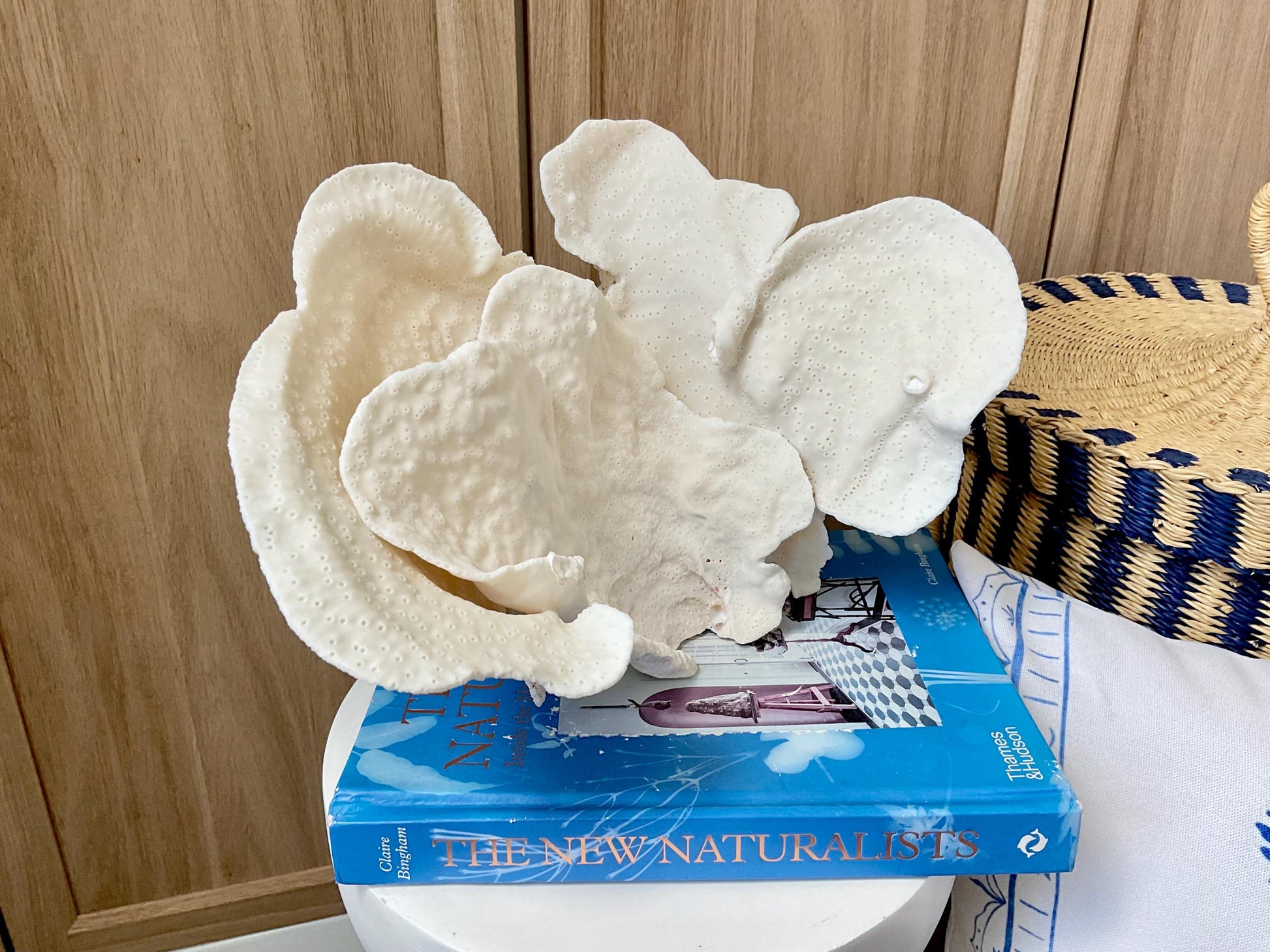 Natural Cup Coral Fossil: 12" x 8" x 8" Coastal Beach House White Décor