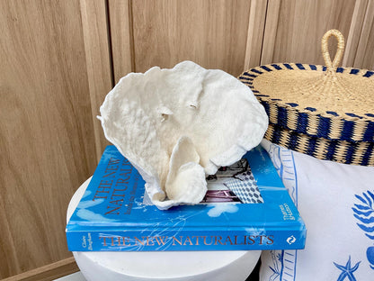 Natural Cup Coral Fossil: 9.5" x 6" x 5" Coastal Beach House White Décor
