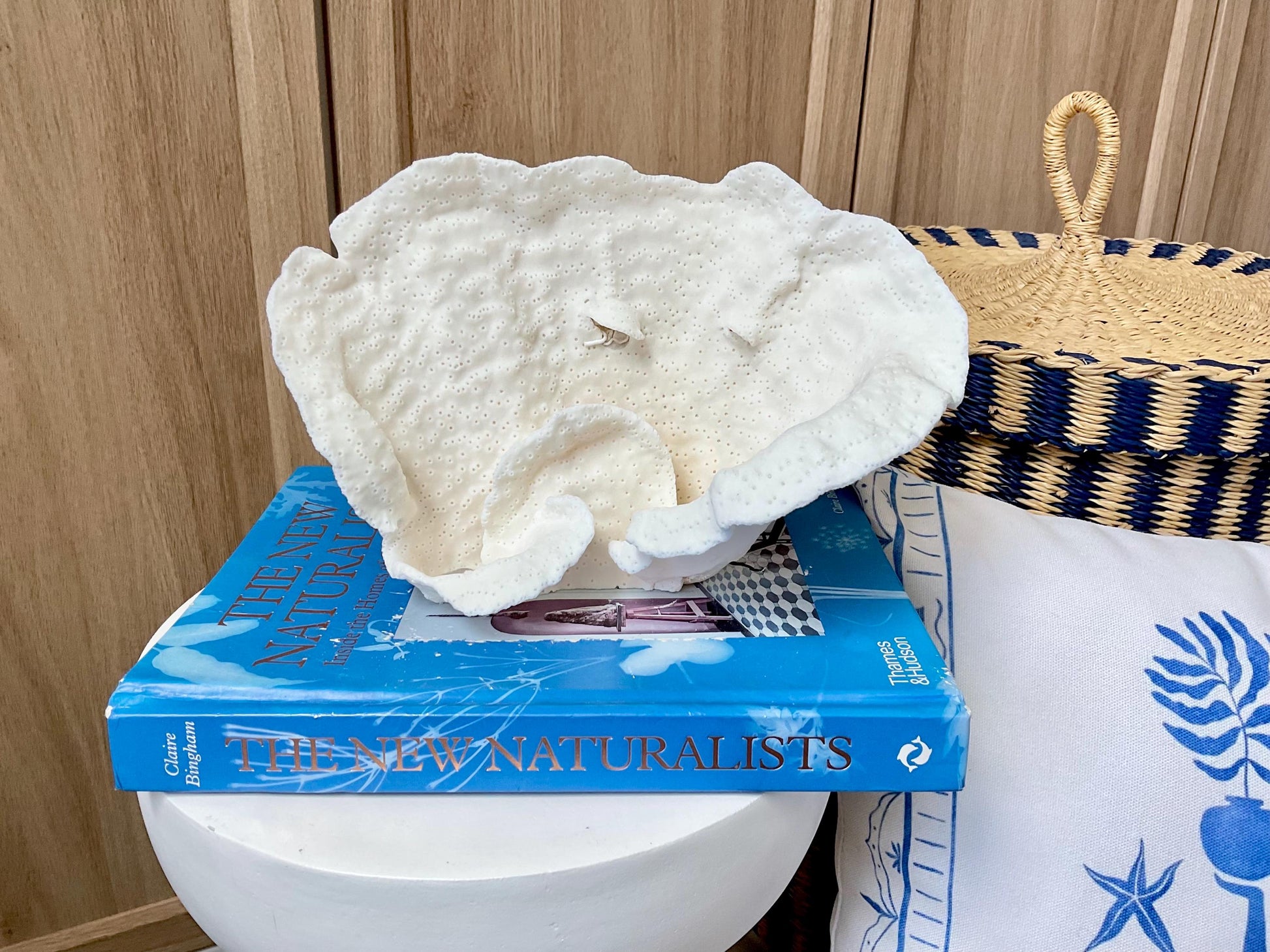 Natural Cup Coral Fossil: 9.5" x 6" x 5" Coastal Beach House White Décor