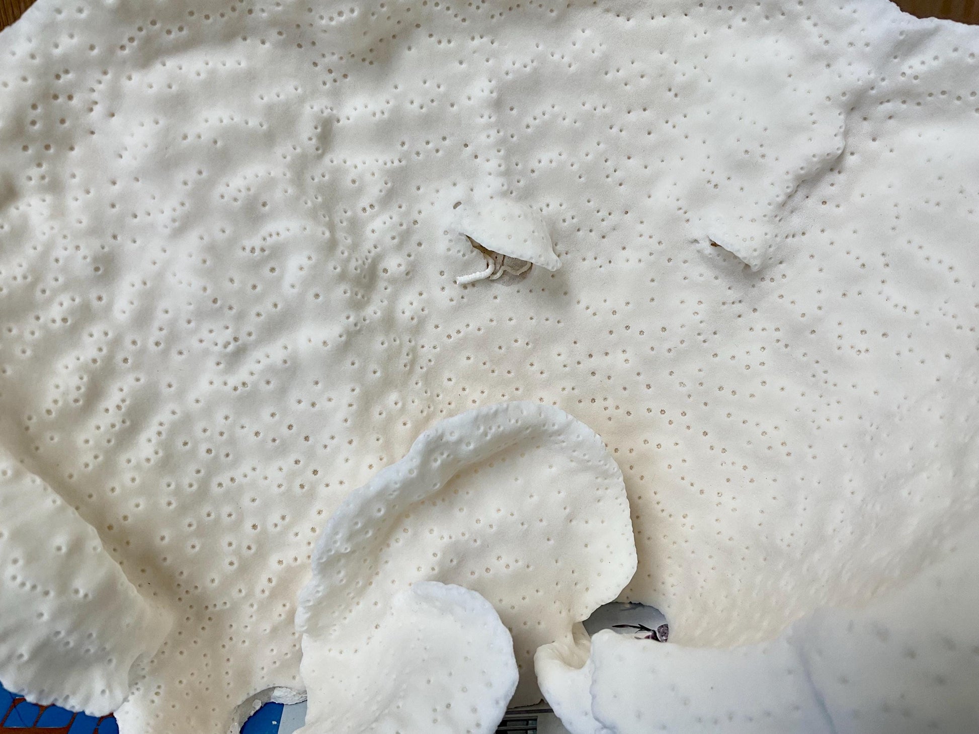 Natural Cup Coral Fossil: 9.5" x 6" x 5" Coastal Beach House White Décor