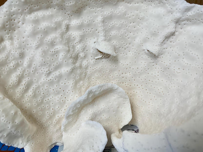 Natural Cup Coral Fossil: 9.5" x 6" x 5" Coastal Beach House White Décor