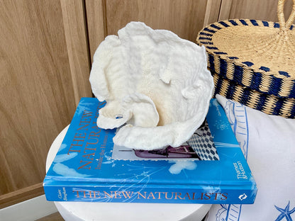 Natural Cup Coral Fossil: 9.5" x 6" x 5" Coastal Beach House White Décor