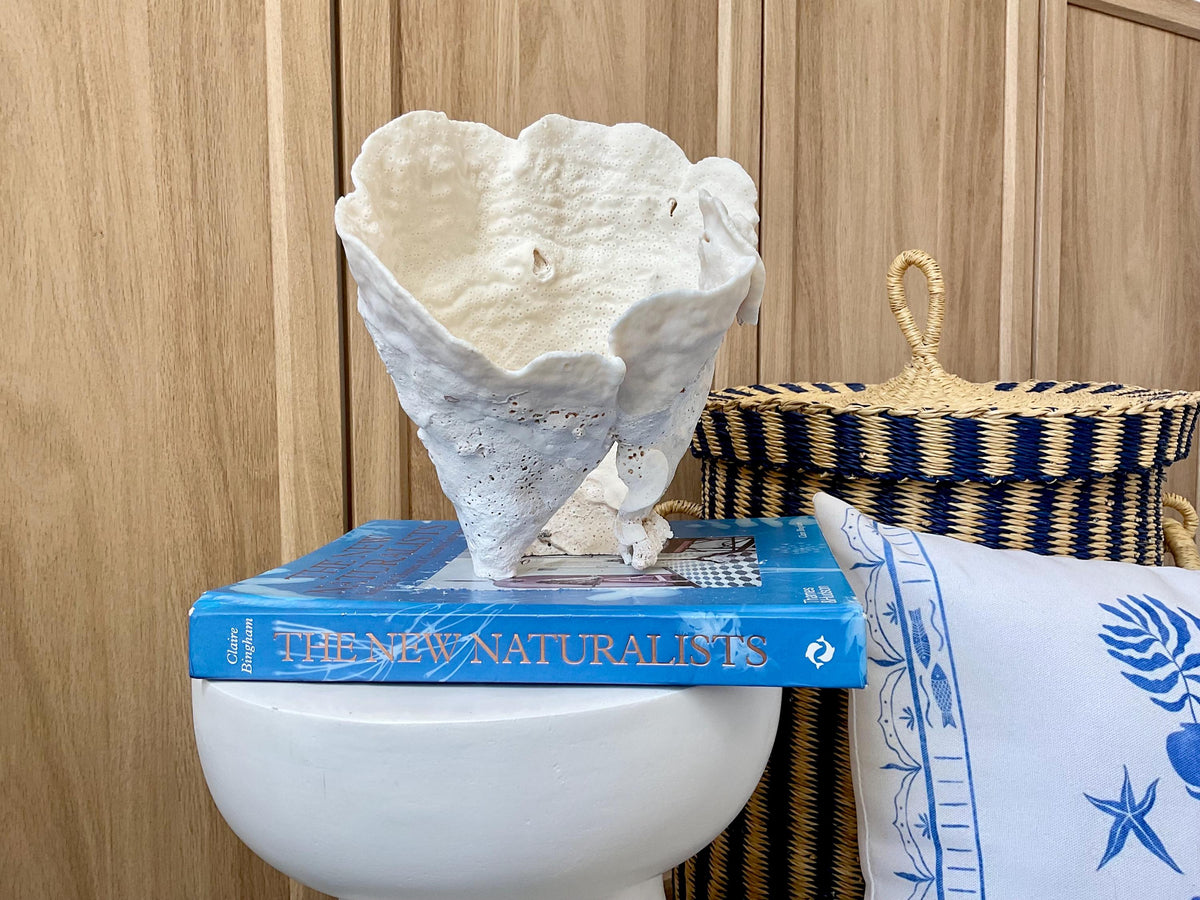 Natural Cup Coral Fossil: 8.5" x 6.5" x 9" Coastal Beach House White Décor