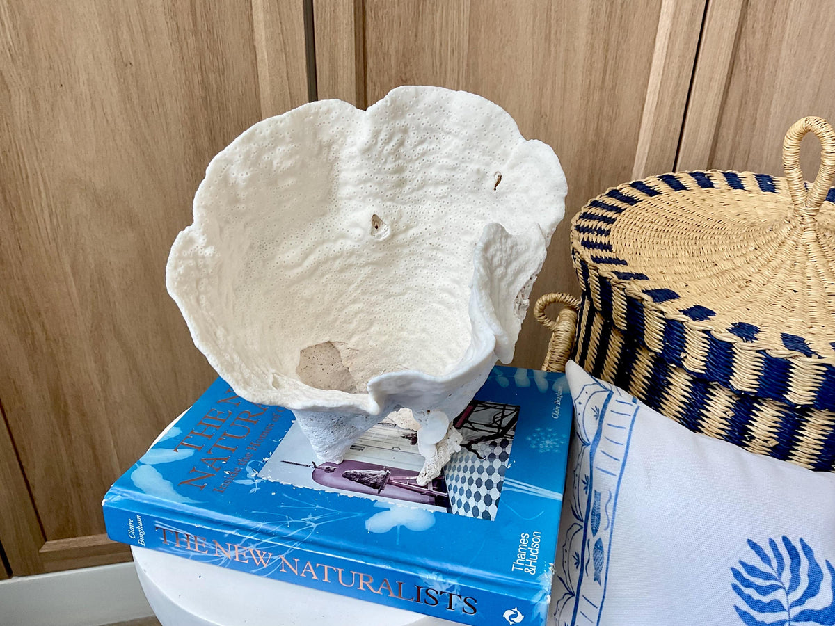 Natural Cup Coral Fossil: 8.5" x 6.5" x 9" Coastal Beach House White Décor