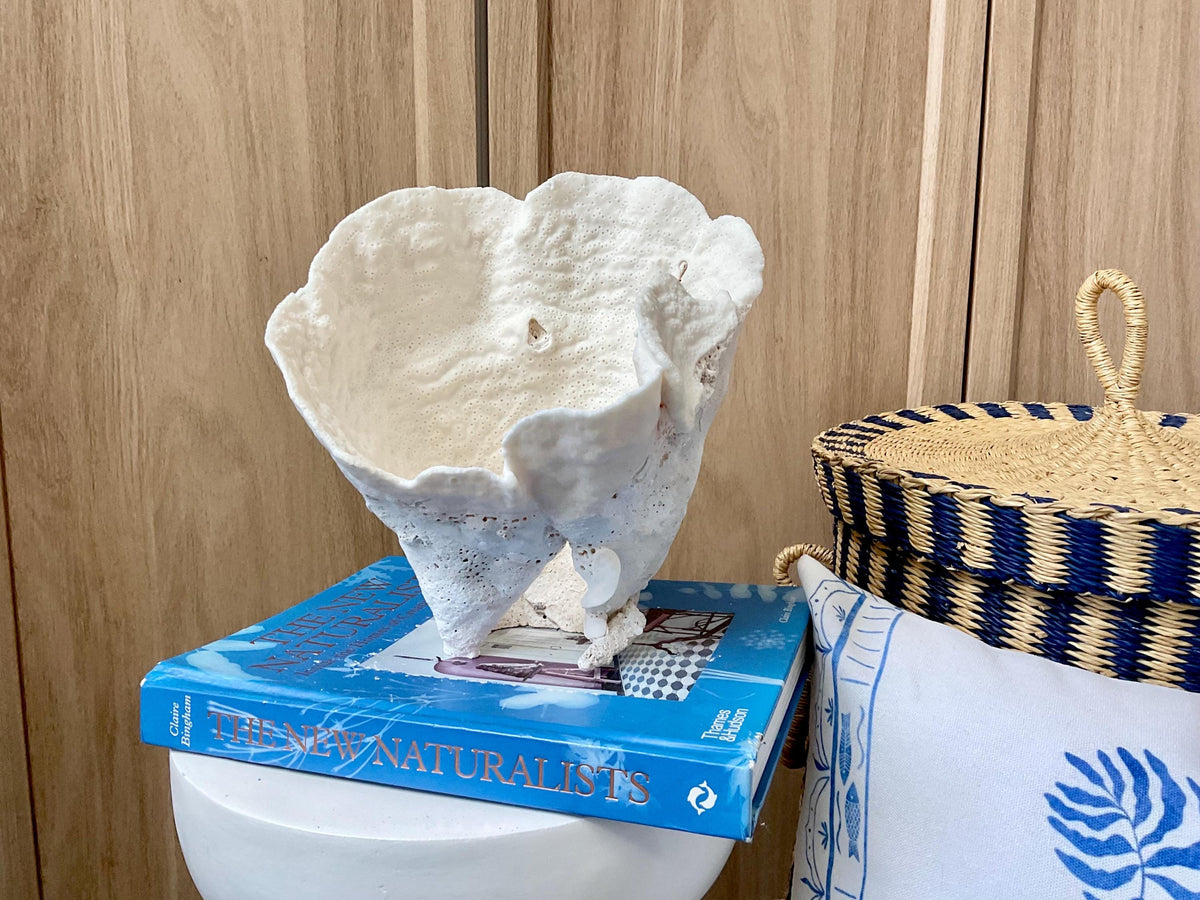 Natural Cup Coral Fossil: 8.5" x 6.5" x 9" Coastal Beach House White Décor