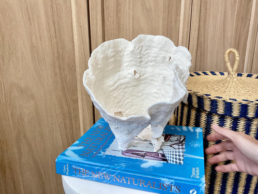 Natural Cup Coral Fossil: 8.5" x 6.5" x 9" Coastal Beach House White Décor