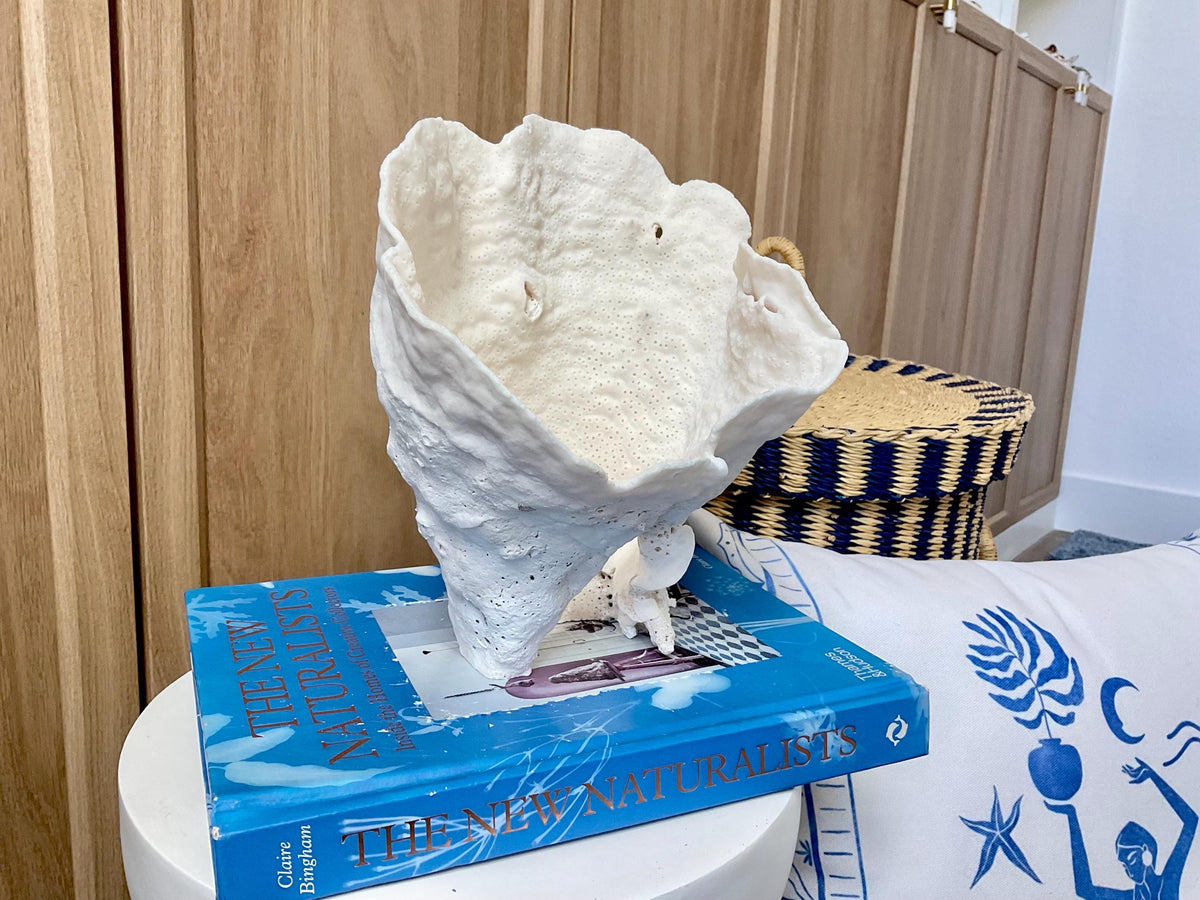 Natural Cup Coral Fossil: 8.5" x 6.5" x 9" Coastal Beach House White Décor