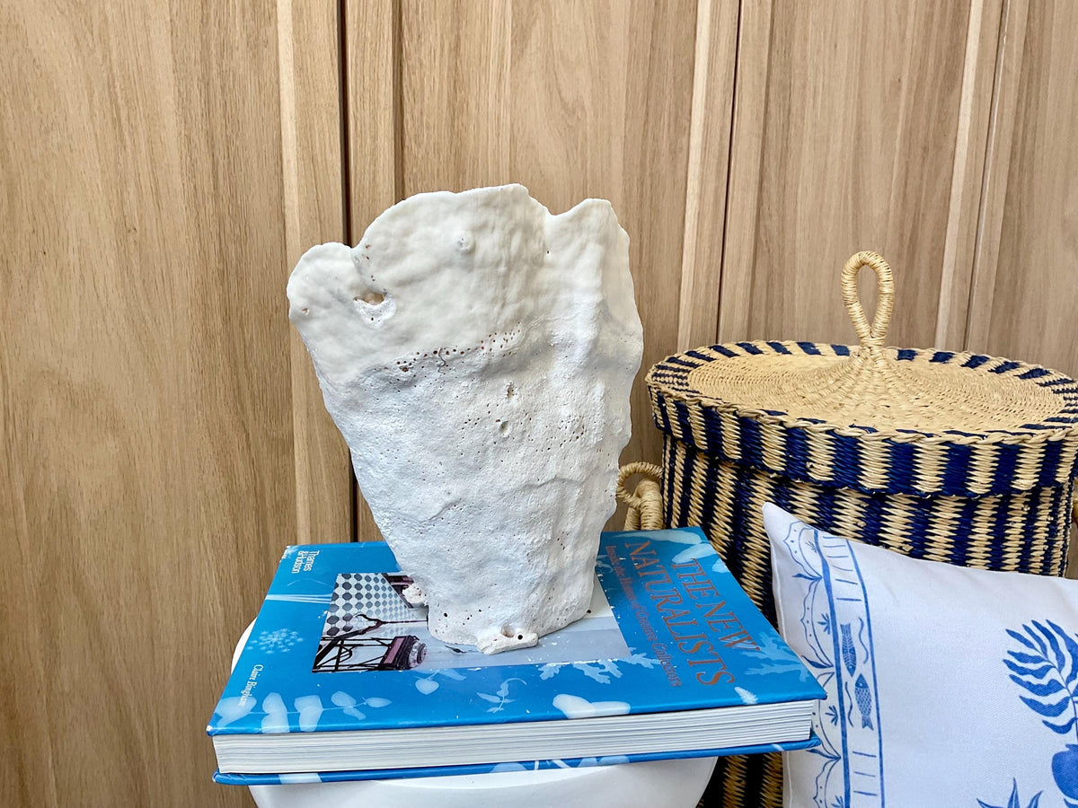 Natural Cup Coral Fossil: 8.5" x 6.5" x 9" Coastal Beach House White Décor