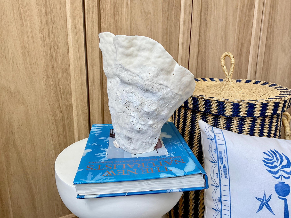 Natural Cup Coral Fossil: 8.5" x 6.5" x 9" Coastal Beach House White Décor