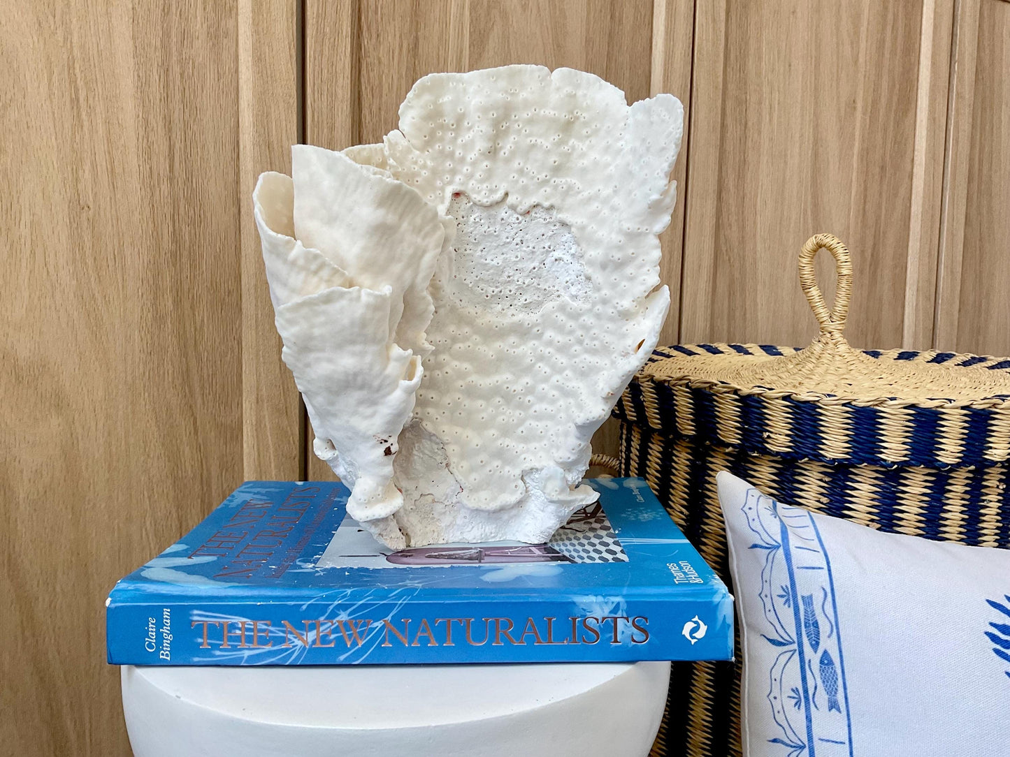 Natural Cup Coral Fossil: 8" x 5" x 10" Coastal Beach House White Décor