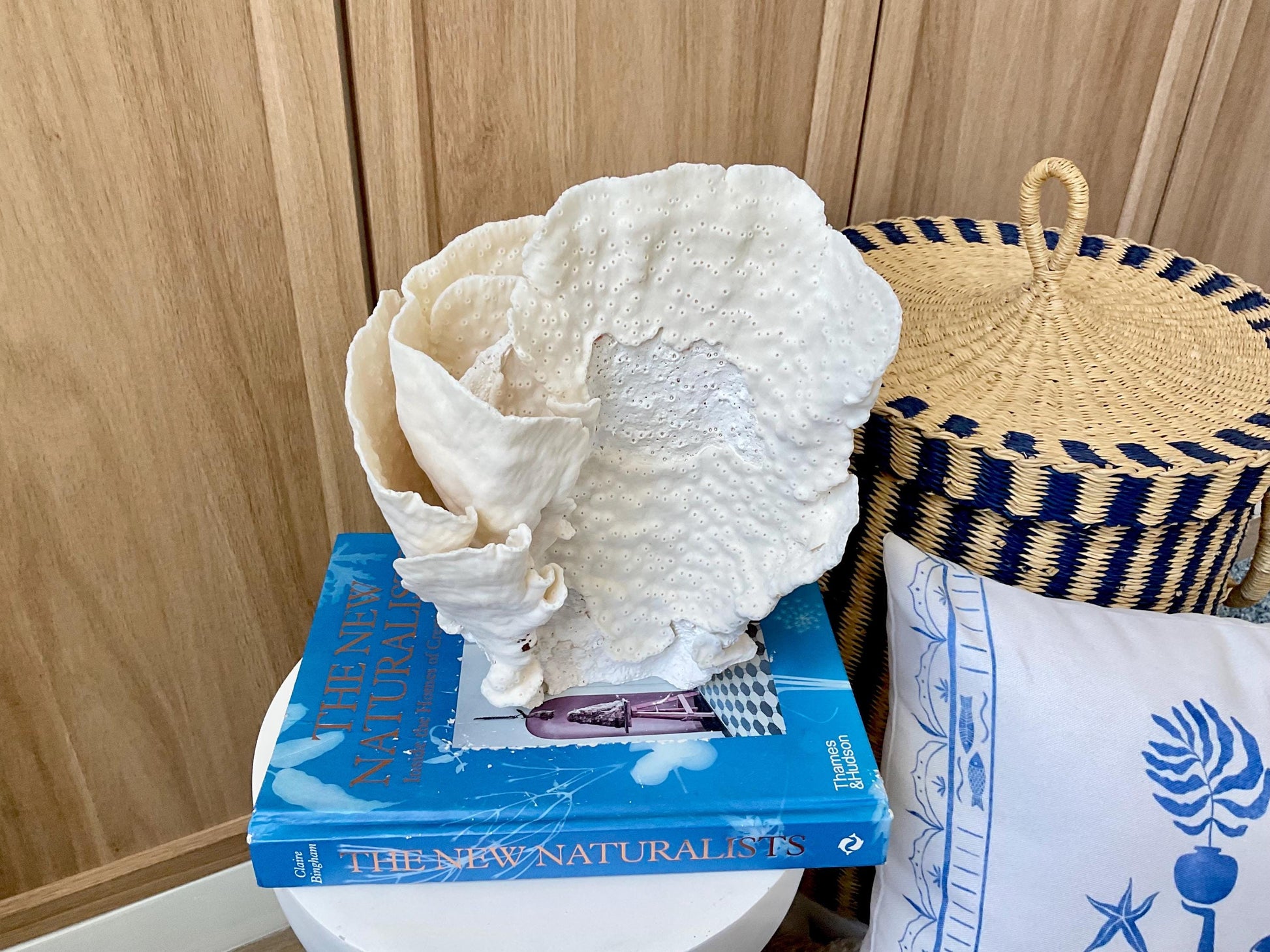 Natural Cup Coral Fossil: 8" x 5" x 10" Coastal Beach House White Décor
