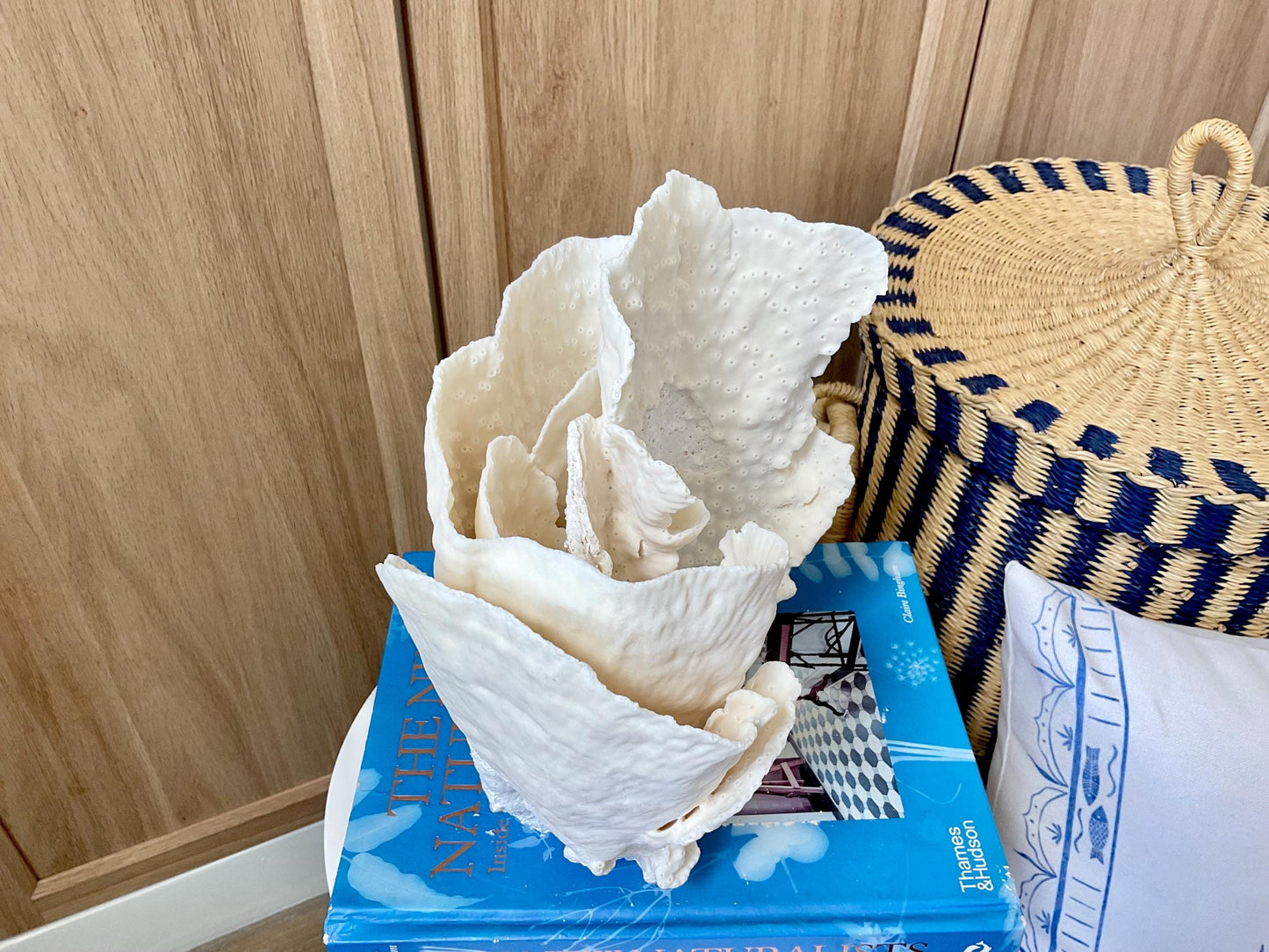 Natural Cup Coral Fossil: 8" x 5" x 10" Coastal Beach House White Décor