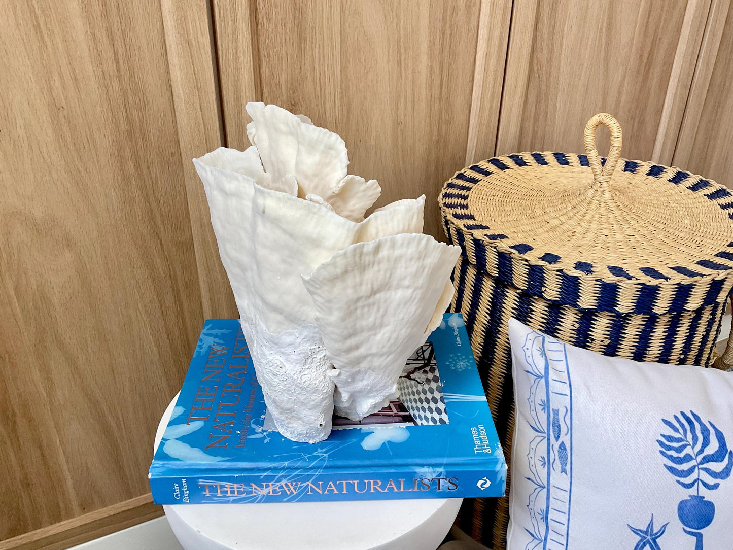 Natural Cup Coral Fossil: 8" x 5" x 10" Coastal Beach House White Décor