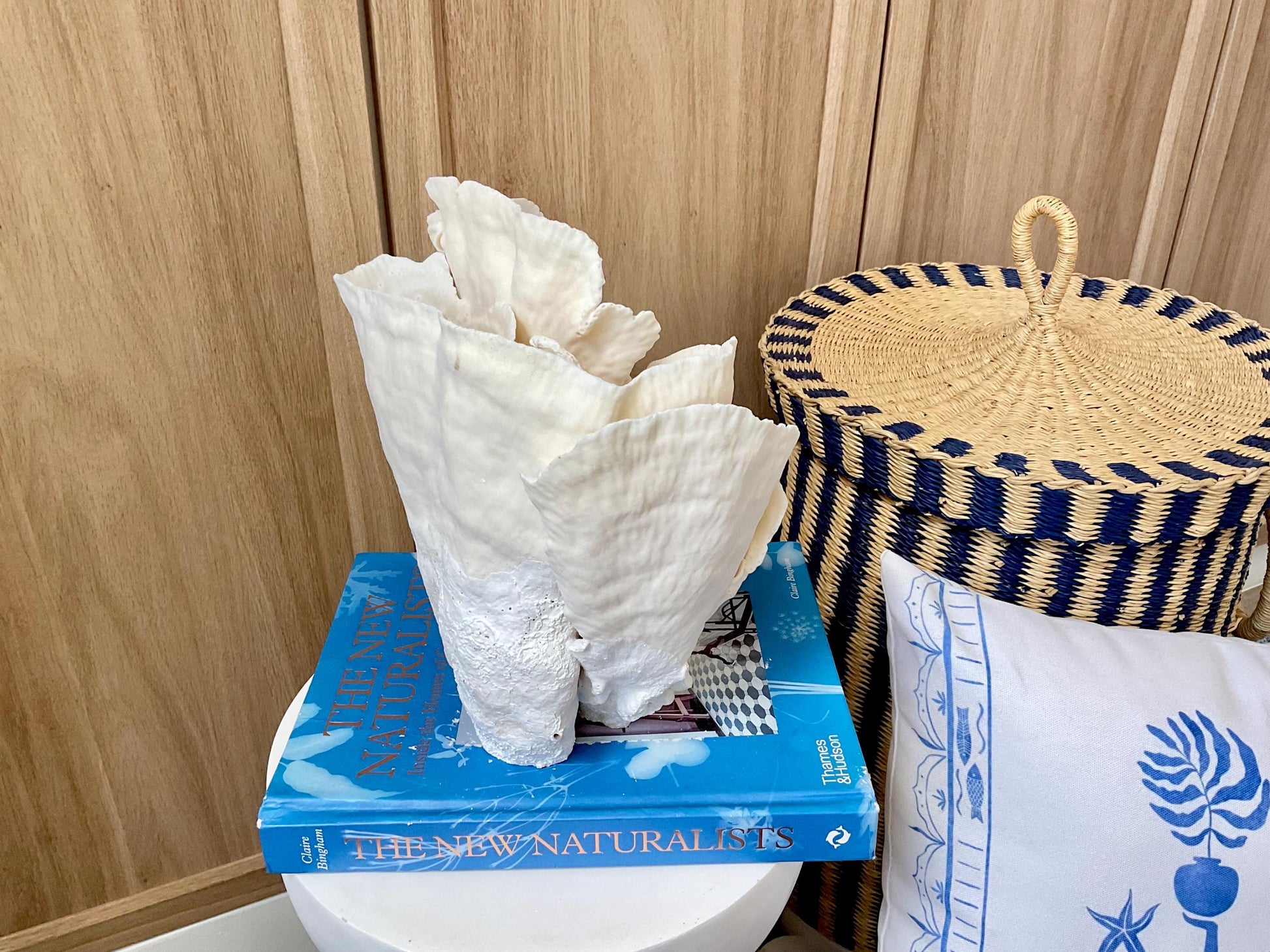 Natural Cup Coral Fossil: 8" x 5" x 10" Coastal Beach House White Décor