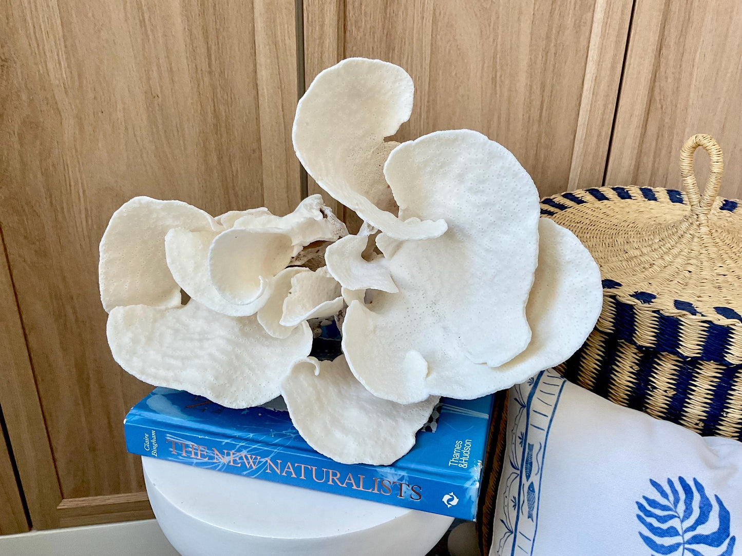 Huge Natural Spiral Cup Coral Fossil: 15" x 10.5" x 7" Coastal Beach House White Décor