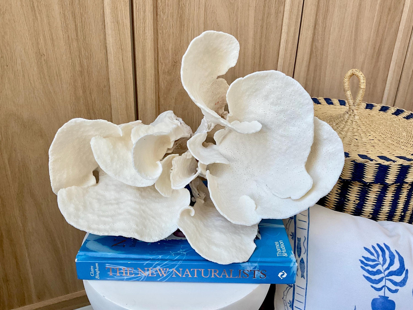 Huge Natural Spiral Cup Coral Fossil: 15" x 10.5" x 7" Coastal Beach House White Décor