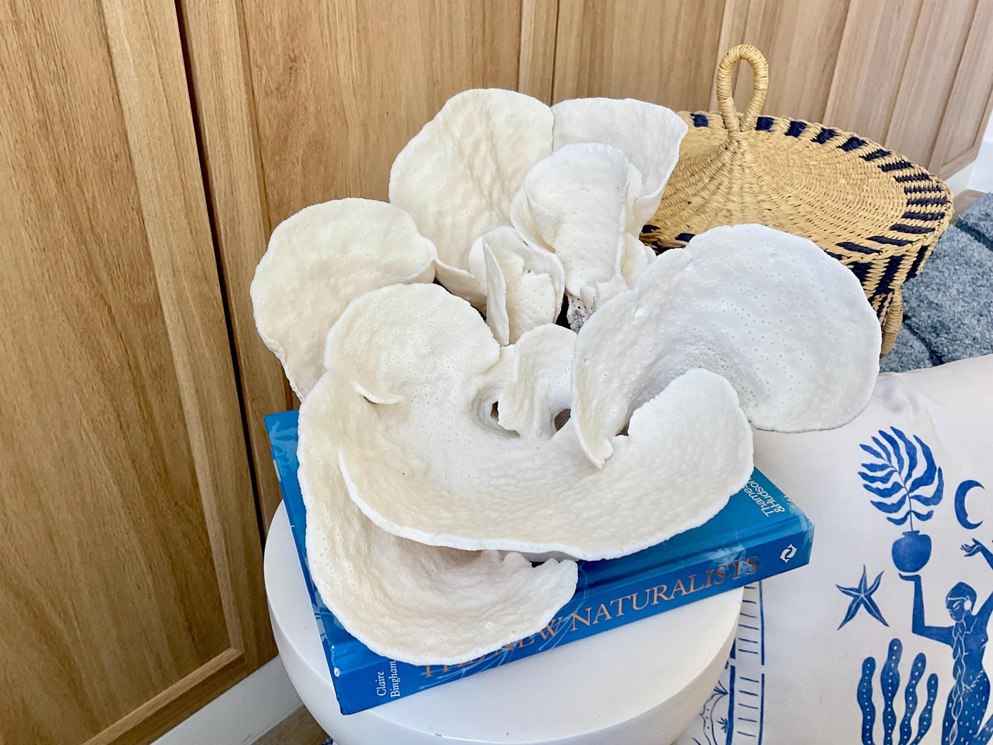 Huge Natural Spiral Cup Coral Fossil: 15" x 10.5" x 7" Coastal Beach House White Décor