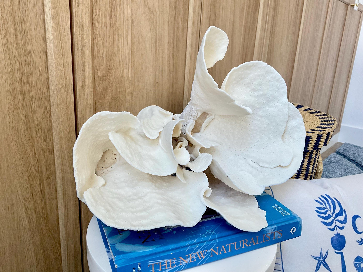 Huge Natural Spiral Cup Coral Fossil: 15" x 10.5" x 7" Coastal Beach House White Décor