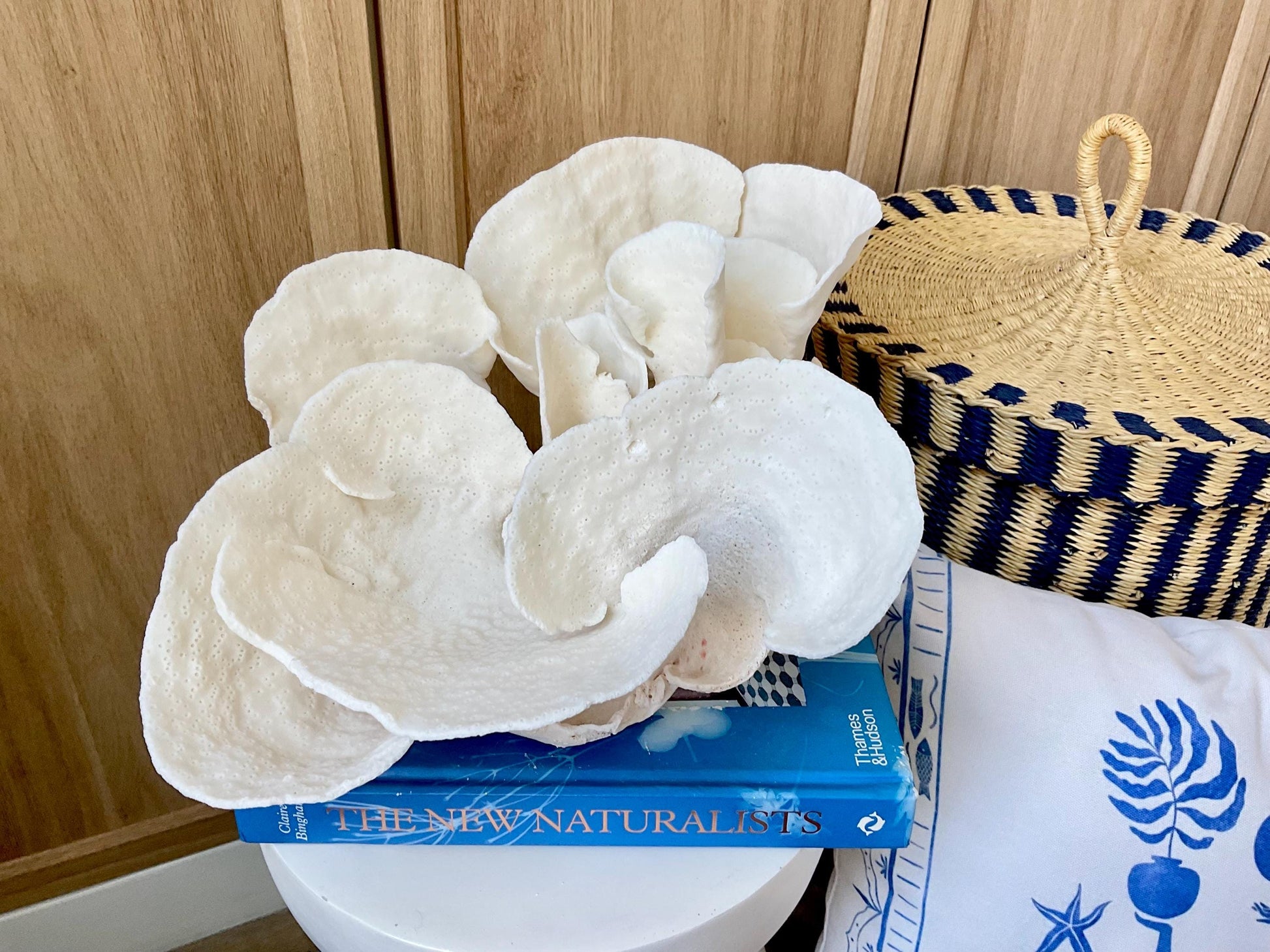 Huge Natural Spiral Cup Coral Fossil: 15" x 10.5" x 7" Coastal Beach House White Décor