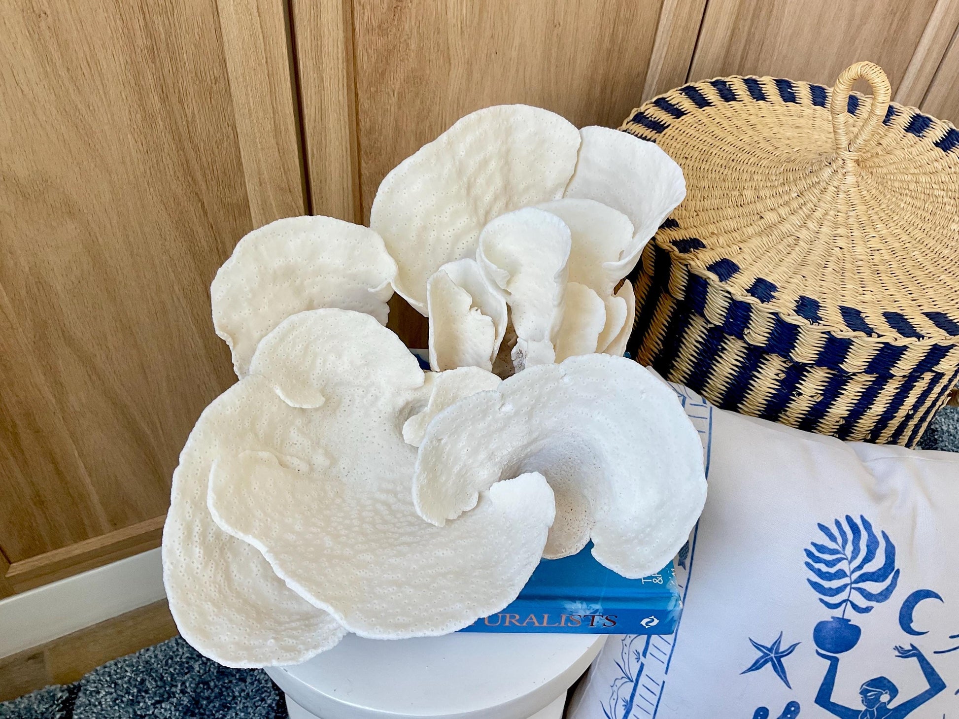 Huge Natural Spiral Cup Coral Fossil: 15" x 10.5" x 7" Coastal Beach House White Décor