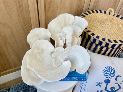 Huge Natural Spiral Cup Coral Fossil: 15" x 10.5" x 7" Coastal Beach House White Décor