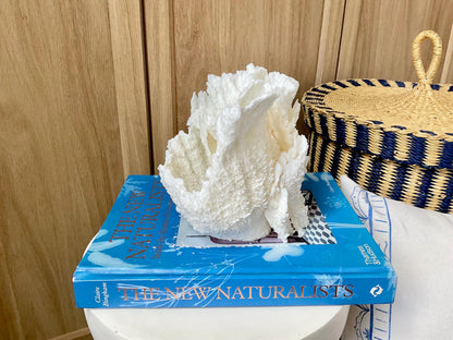 Natural Poca Coral Fossil: 6.5" x 6" x 6" Coastal Beach House White Décor
