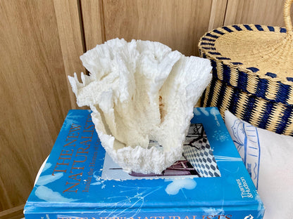 Natural Poca Coral Fossil: 6.5" x 6" x 6" Coastal Beach House White Décor