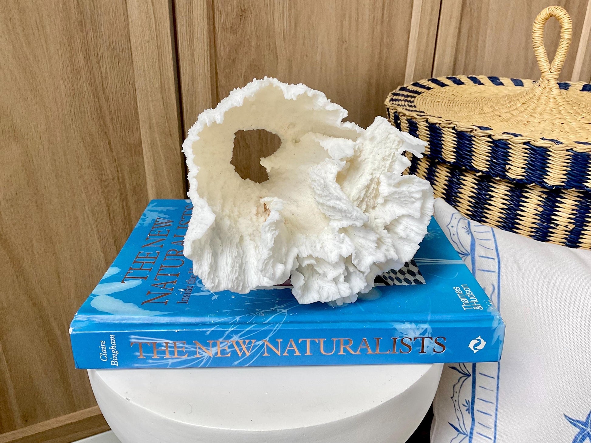 Natural Poca Coral Fossil: 6.5" x 6" x 6" Coastal Beach House White Décor