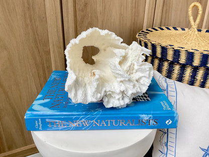 Natural Poca Coral Fossil: 6.5" x 6" x 6" Coastal Beach House White Décor