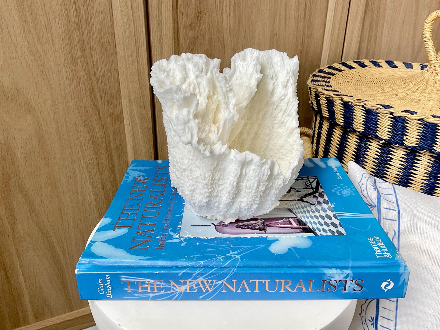 Natural Poca Coral Fossil: 6.5" x 6" x 6" Coastal Beach House White Décor
