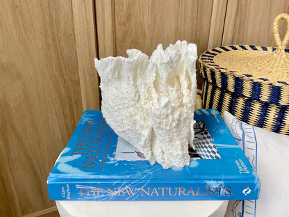 Natural Poca Coral Fossil: 6.5" x 6" x 6" Coastal Beach House White Décor
