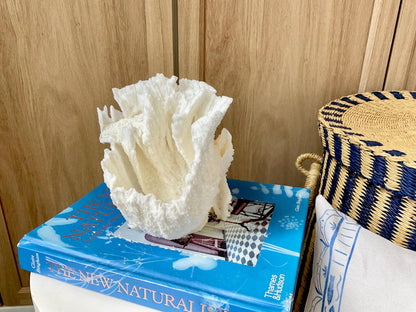 Natural Poca Coral Fossil: 6.5" x 6" x 6" Coastal Beach House White Décor