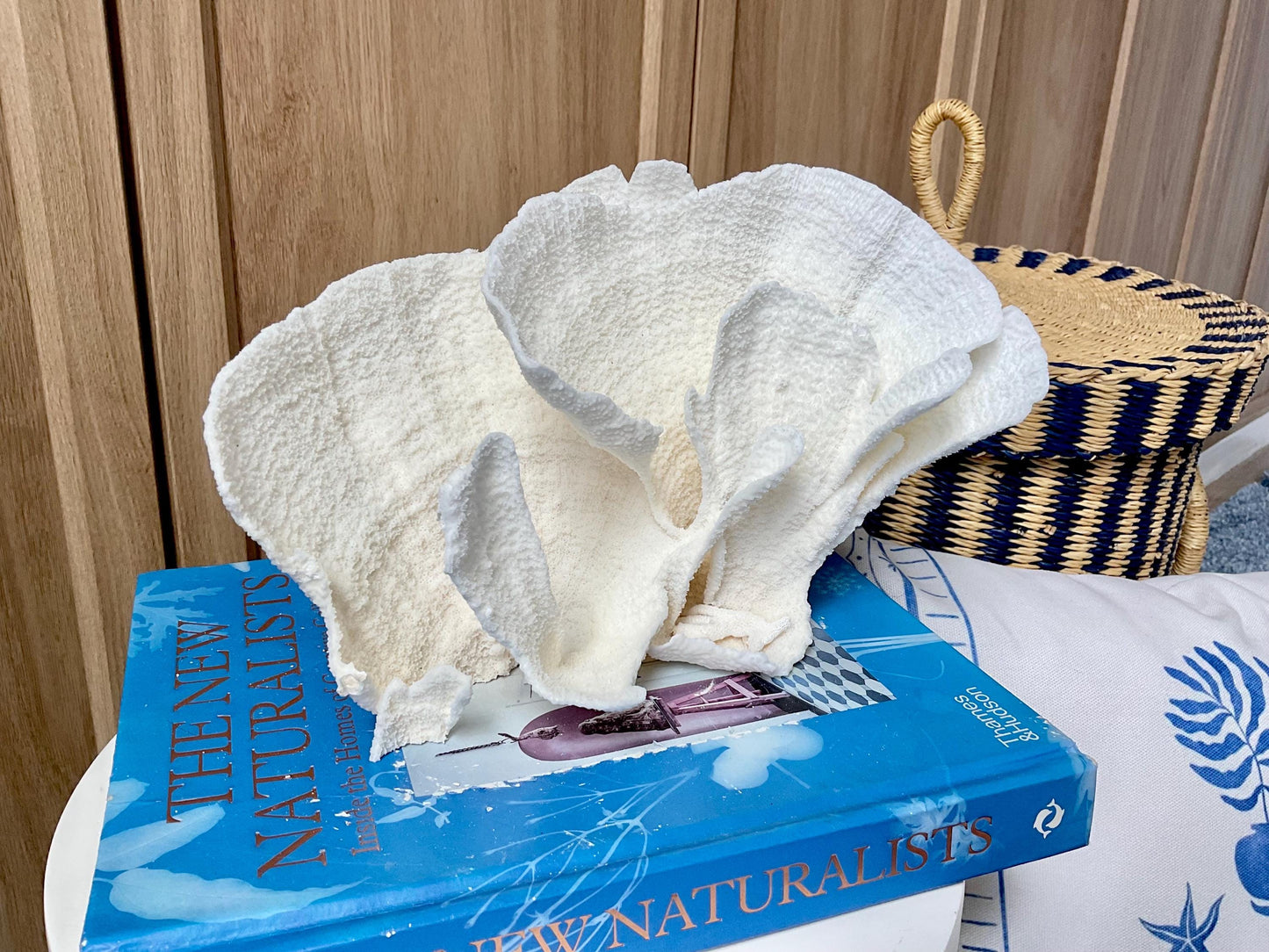Natural Poca Coral Fossil: 9.5" x 5" x 6" Coastal Beach House White Décor