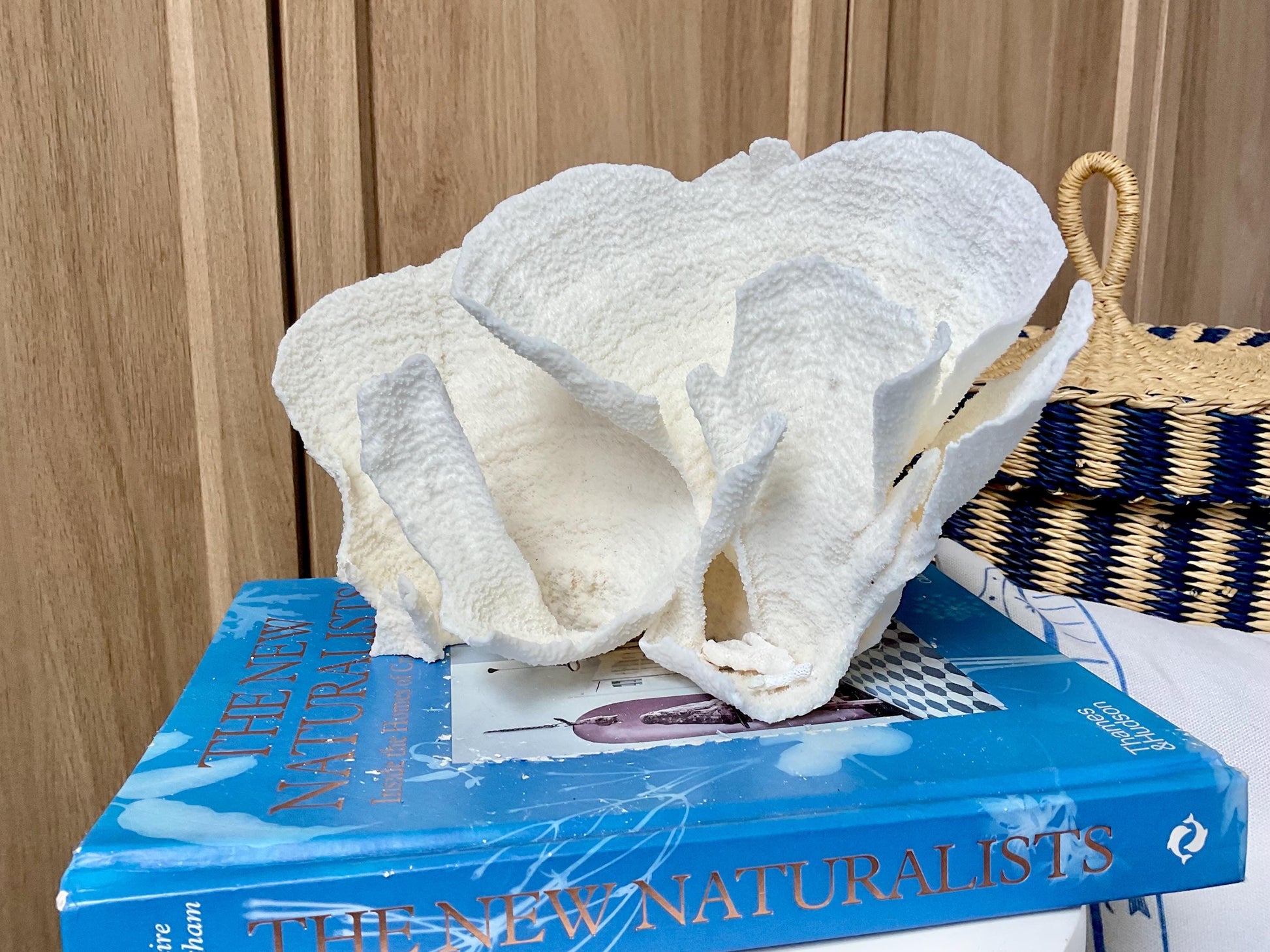 Natural Poca Coral Fossil: 9.5" x 5" x 6" Coastal Beach House White Décor