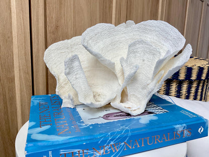 Natural Poca Coral Fossil: 9.5" x 5" x 6" Coastal Beach House White Décor