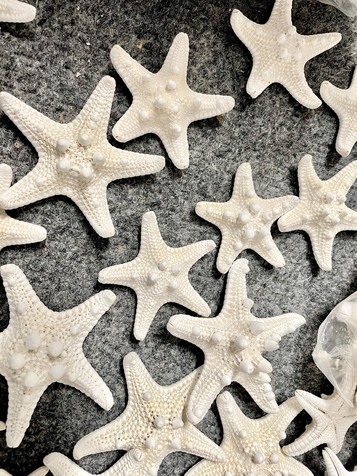 Knobby Starfish 1-10" *You Choose Size* White Crafts & Coastal Décor