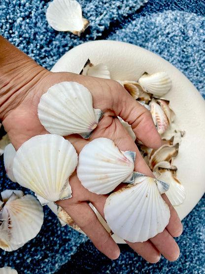 Pecten Vexillum Scallop Shells 1.5"-2" Bulk Kilo 125pc. Colorful Crafts Seashells