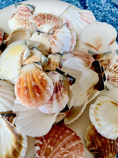 Pecten Vexillum Scallop Shells 1.5"-2" Bulk Kilo 125pc. Colorful Crafts Seashells