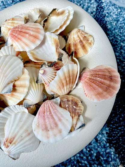 Pecten Vexillum Scallop Shells 1.5"-2" Bulk Kilo 125pc. Colorful Crafts Seashells