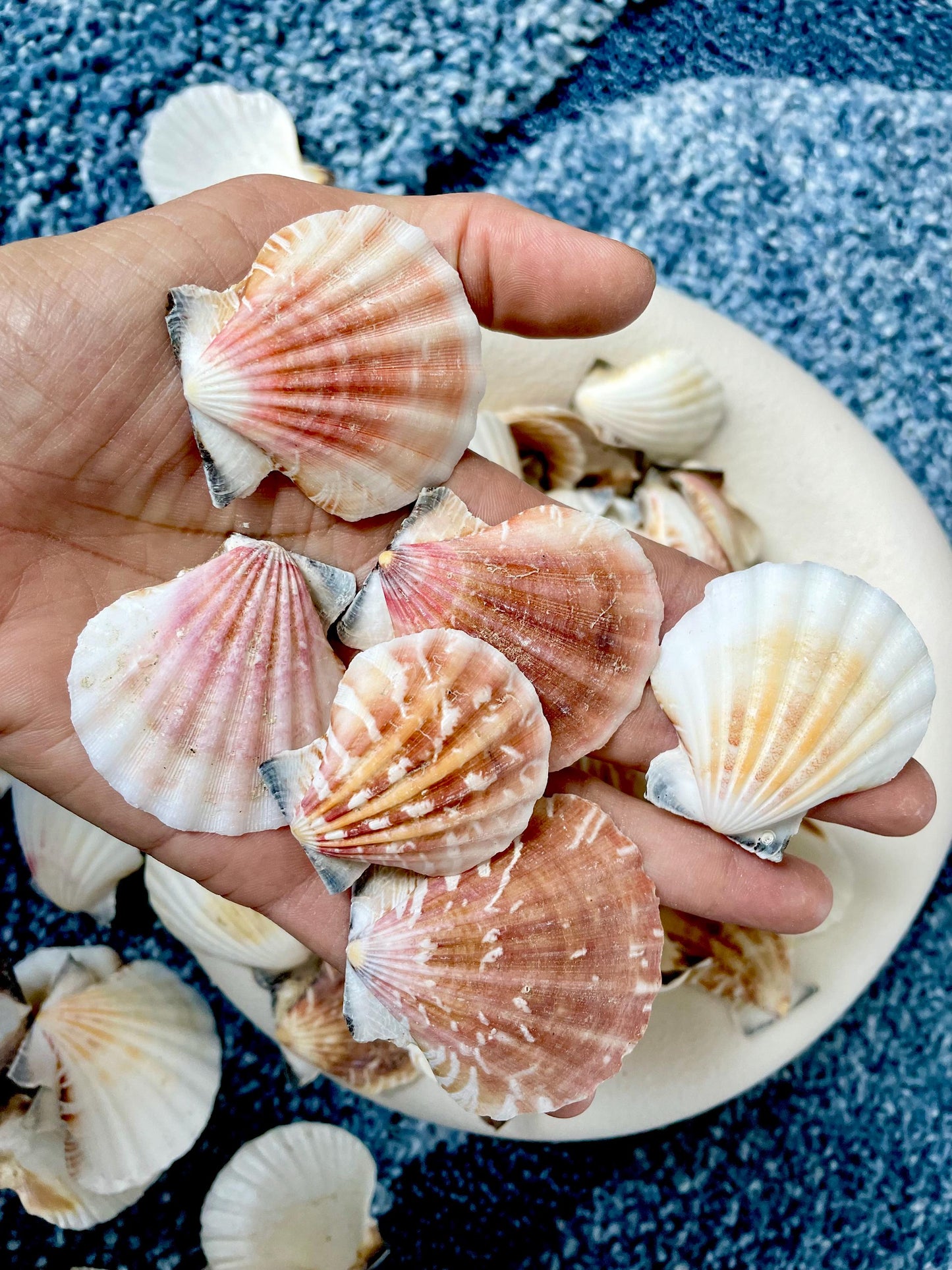 Pecten Vexillum Scallop Shells 1.5"-2" Bulk Kilo 125pc. Colorful Crafts Seashells