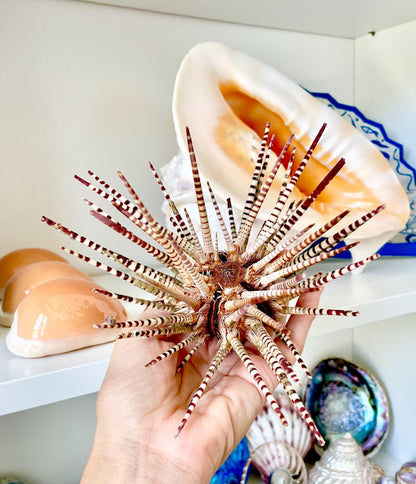 100% Natural Rare Zebra Sea Urchin w/Spines 6-7" Ocean Oddities Taxidermy